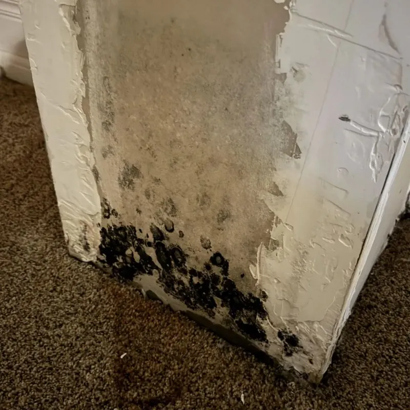 Professional Mold Removal in Clarke County, MS